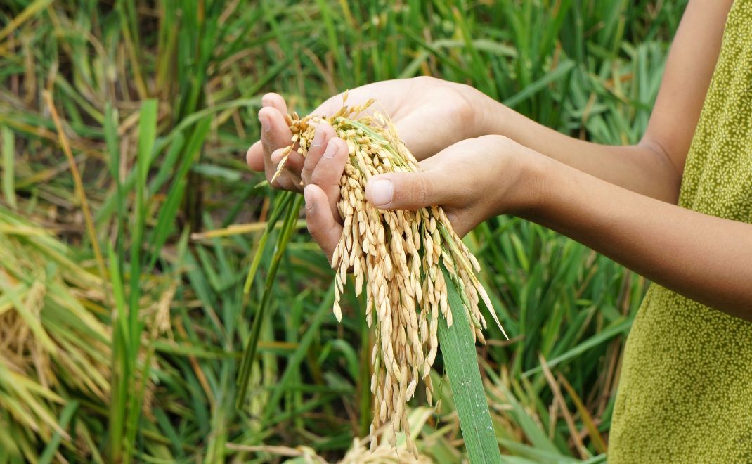 Hari Keamanan Pangan Sedunia Di Peringati 7 Juni