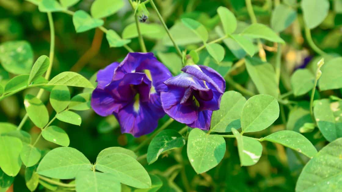 Antioksidan Bunga Telang Bantu Lawan Radikal Bebas