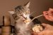 Kucing Ogah Makan? Ini Dia Biang Keladinya!