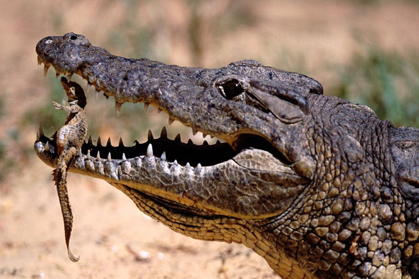 Rahasia Unik Buaya: Lebih Dari Sekadar Predator