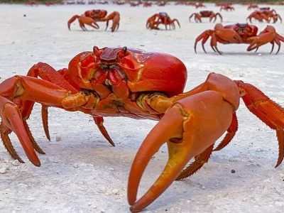 Migrasi Kepiting Merah