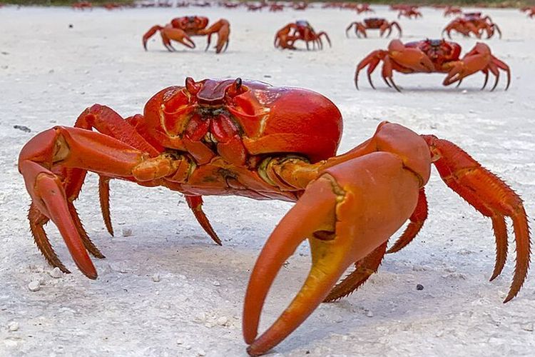 Migrasi Kepiting Merah