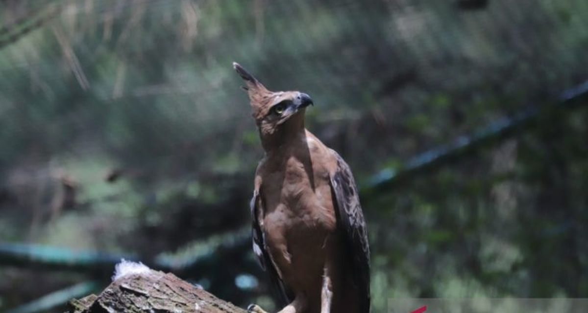Elang Jawa Di Ambang Punah, Ekosistem Kita Taruhannya!