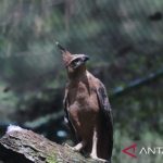 Elang Jawa Di Ambang Punah, Ekosistem Kita Taruhannya!
