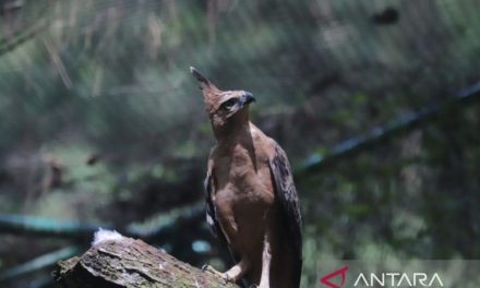 Elang Jawa Di Ambang Punah, Ekosistem Kita Taruhannya!