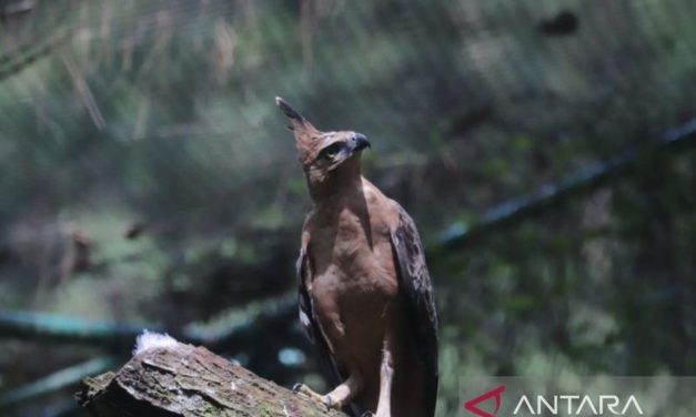 Elang Jawa Di Ambang Punah, Ekosistem Kita Taruhannya!