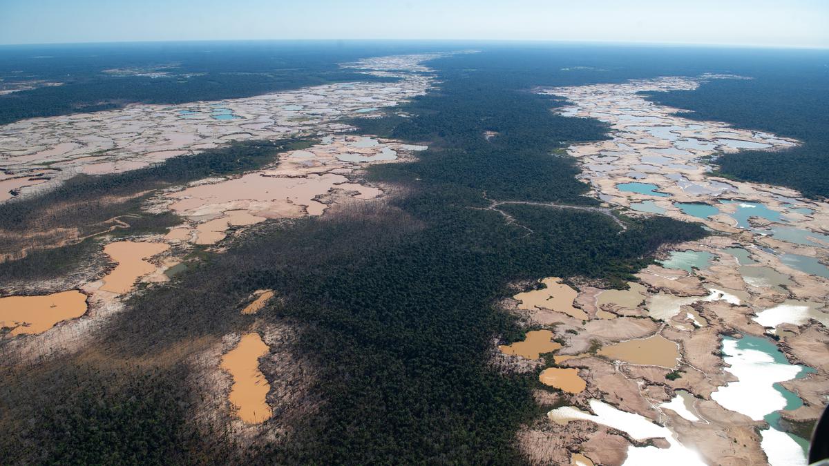 Deforestasi Paksa Amazon: Kekeringan Parah Mengintai
